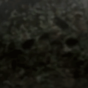 Helterskeltr  edition 30009