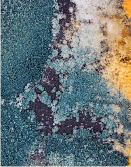 Picasso x Matisse - The Dance of Les Demoiselles