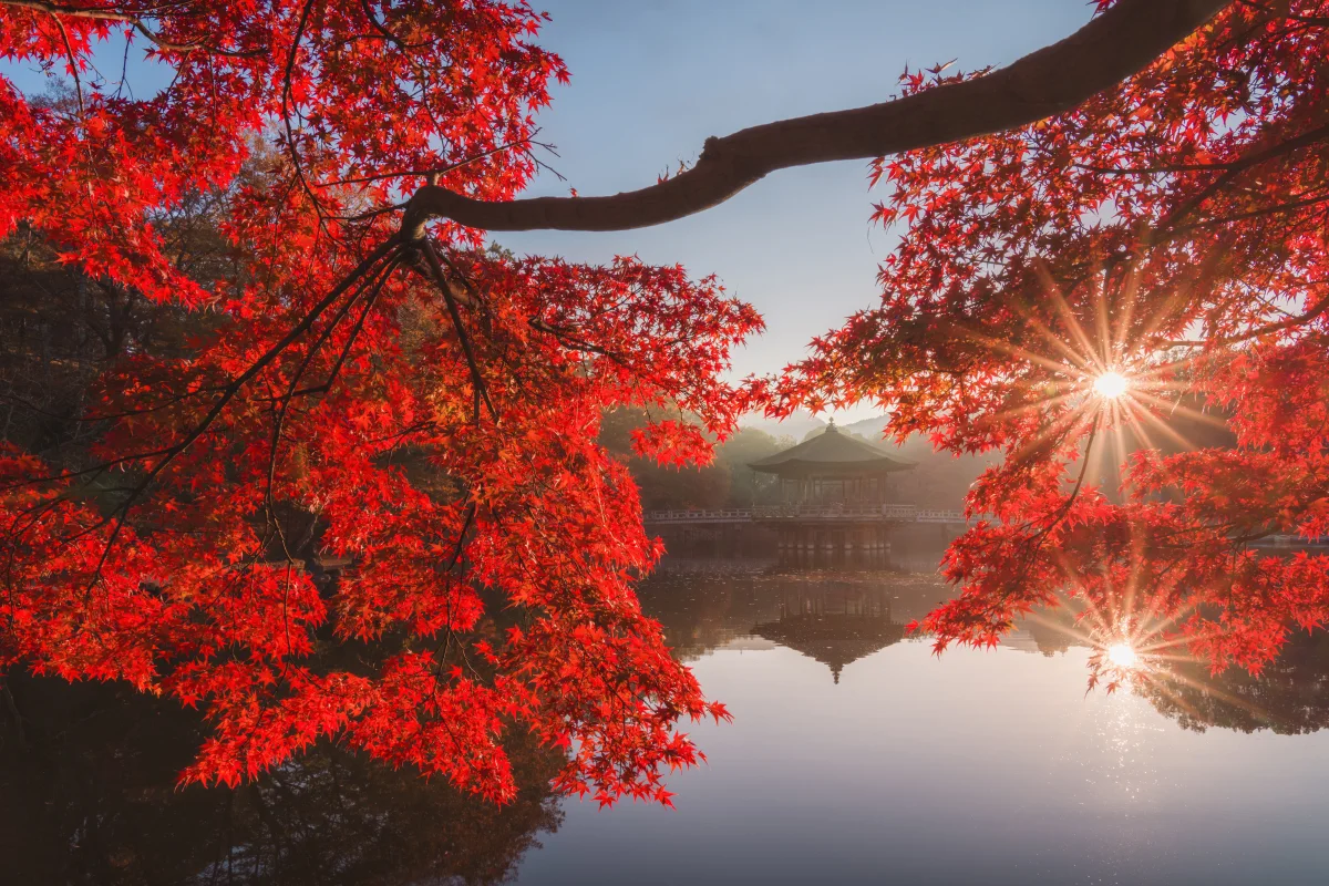 THE PHOENIX (Iurie Belegurschi)
