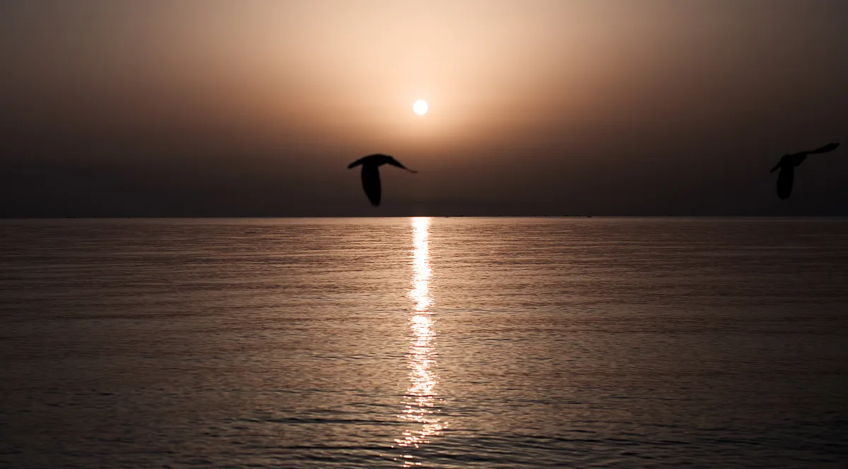 Freedom