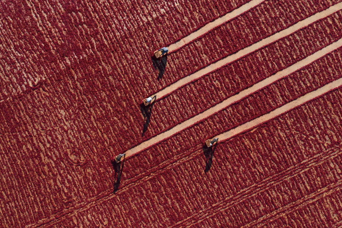 Pepper Drying