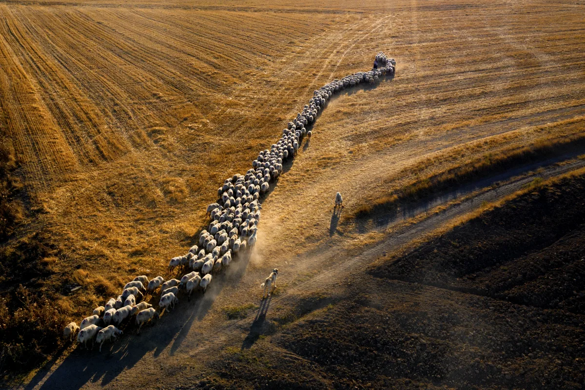 Herd