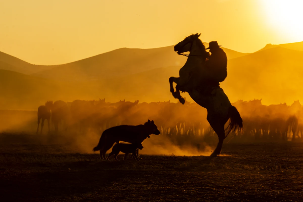 Wild Horses