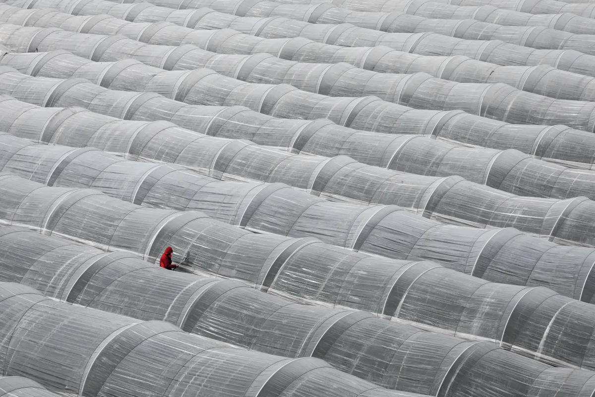 Strawberry Greenhouse
