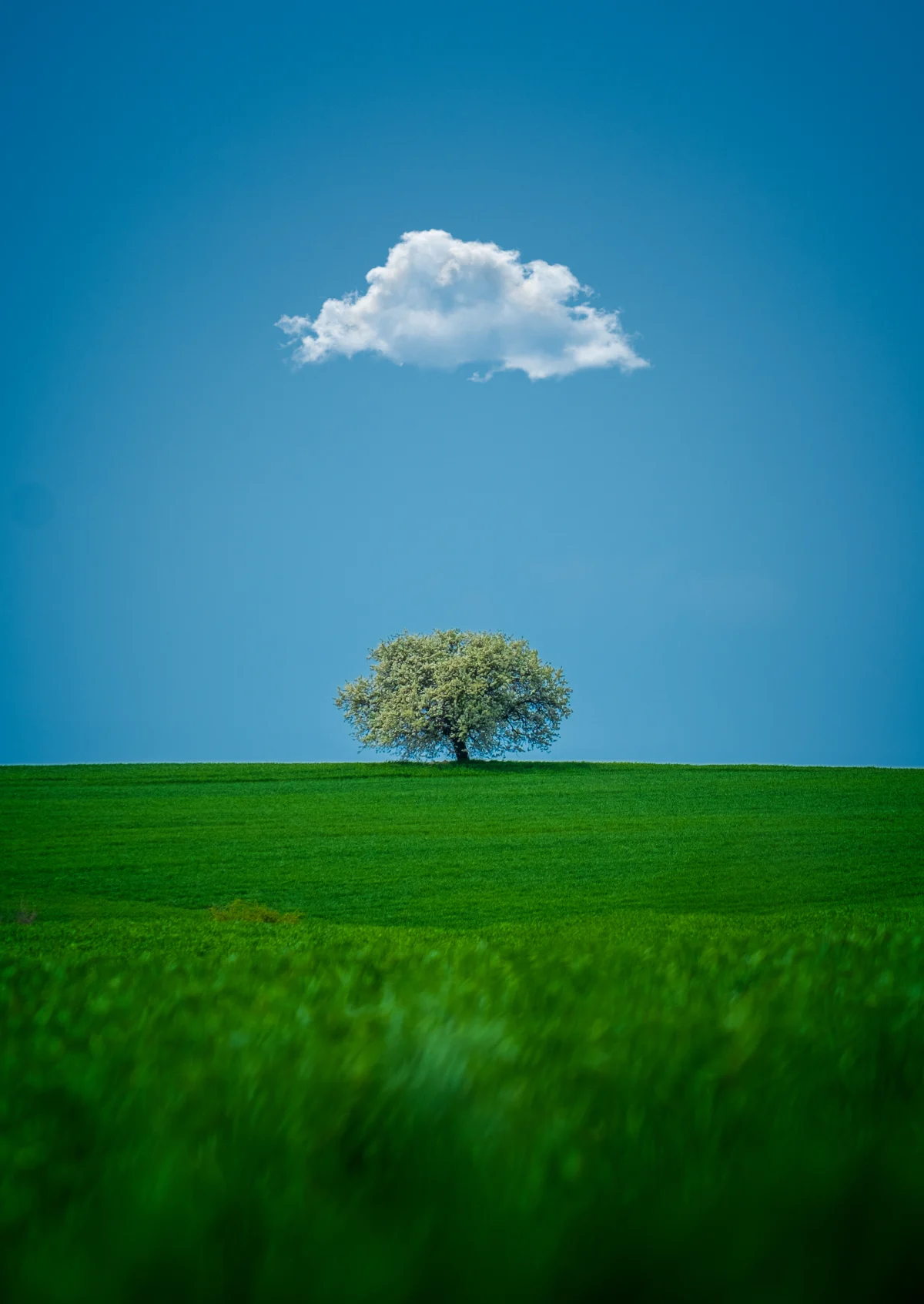 Dream About a Tree