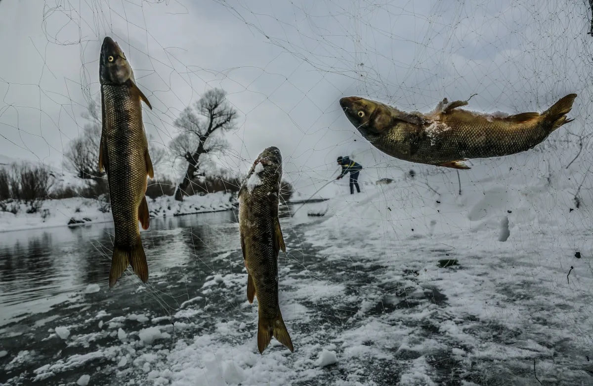 Fish Hunter