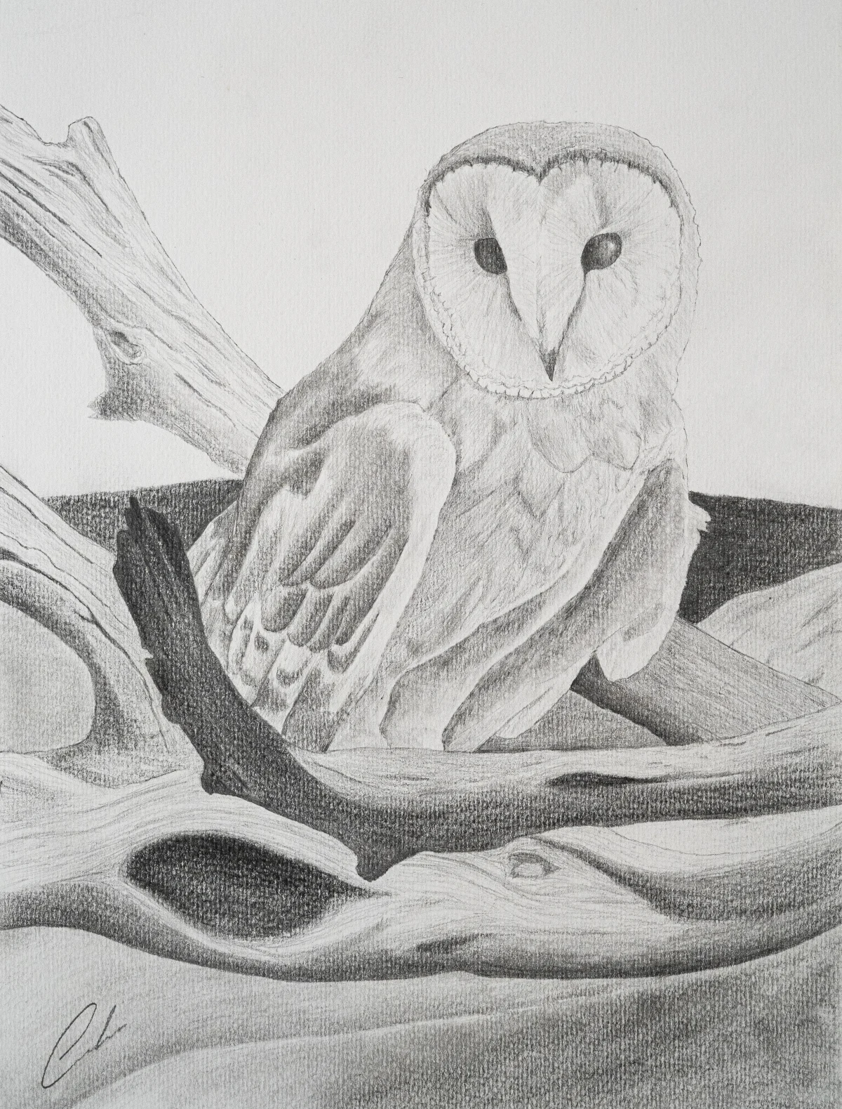 Moonbird - Drawing