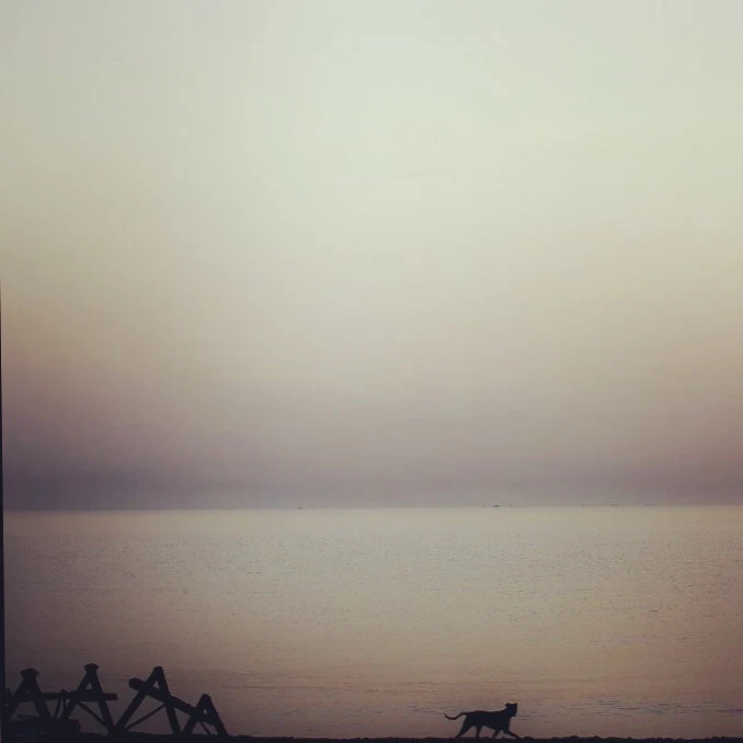 Lone Puppy