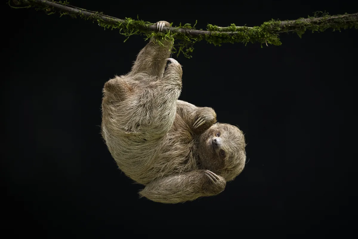Bearish