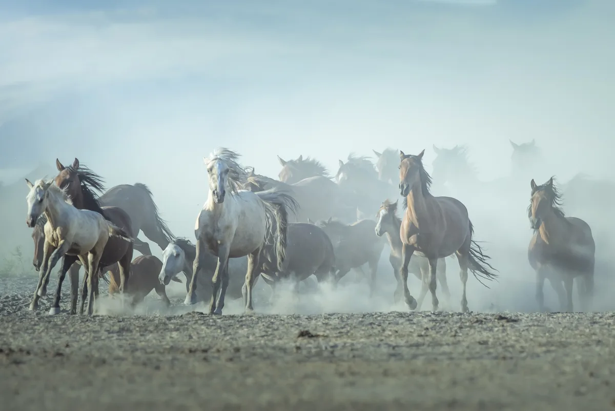 Wind Run