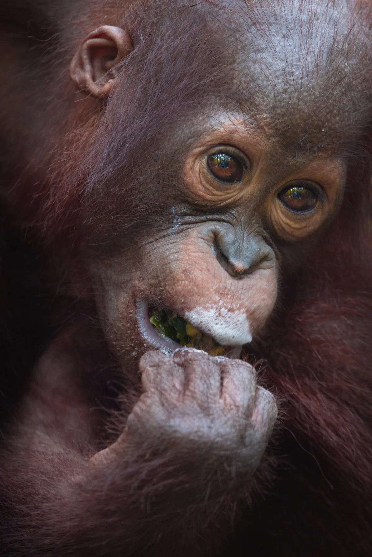 The Infant : A Glimpse Into The Future