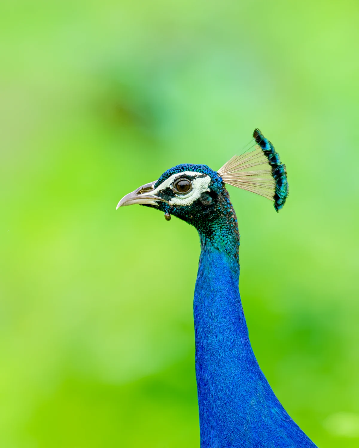 Nature's Crown Jewel