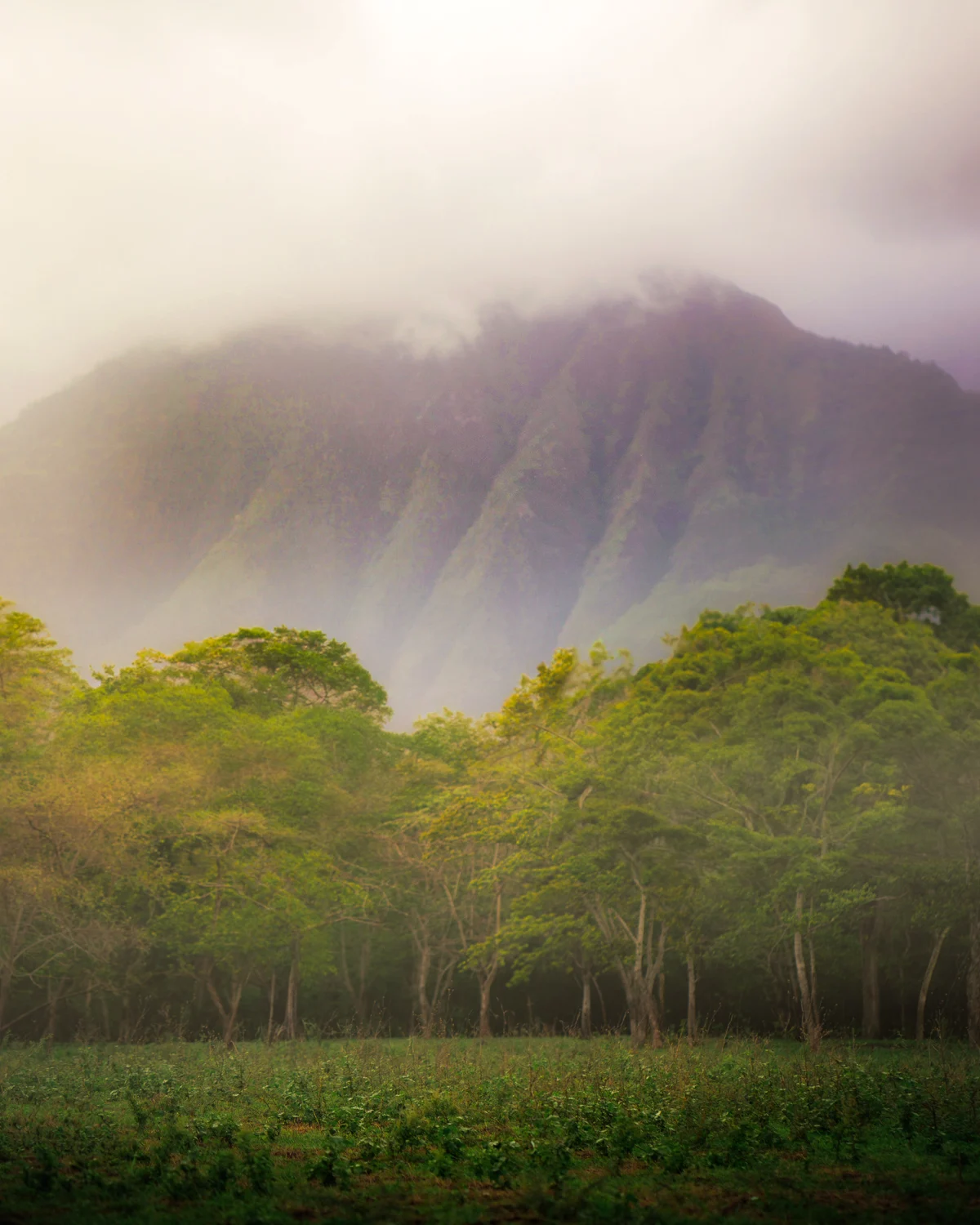 Spirits Forest