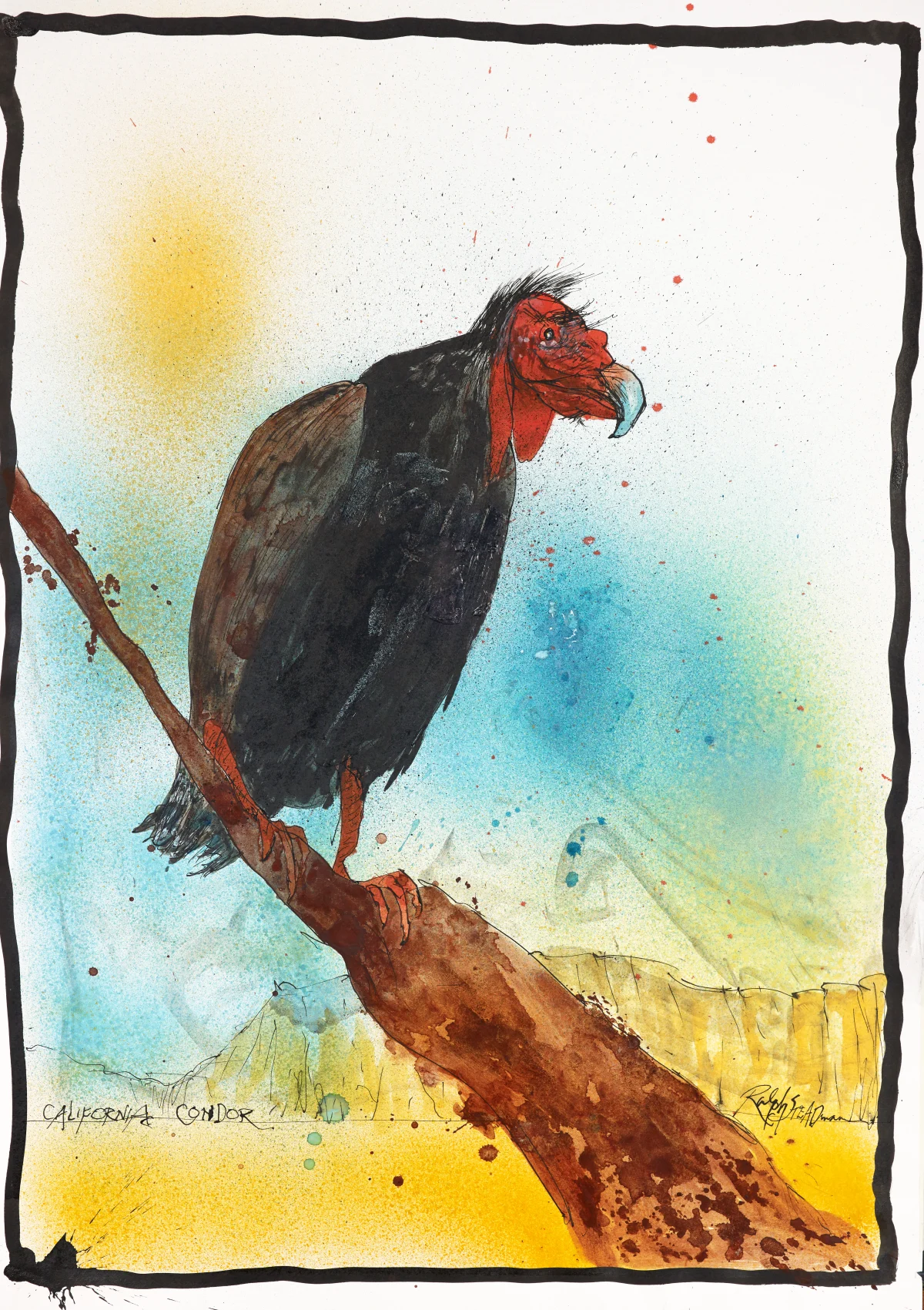 California Condor - Air