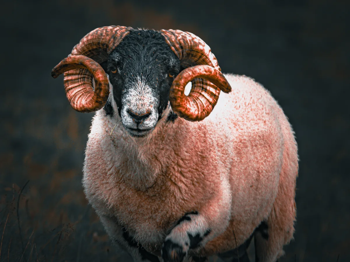 The Solitary Sentinel