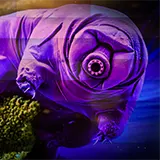 ptardigrade
