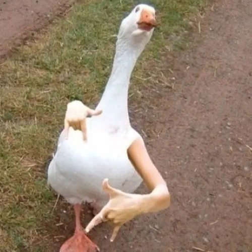 Svinsern