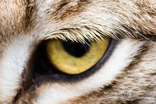 Lynx
