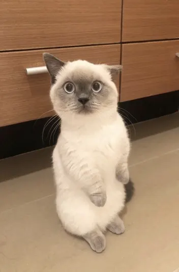 sherrymaomaomao
