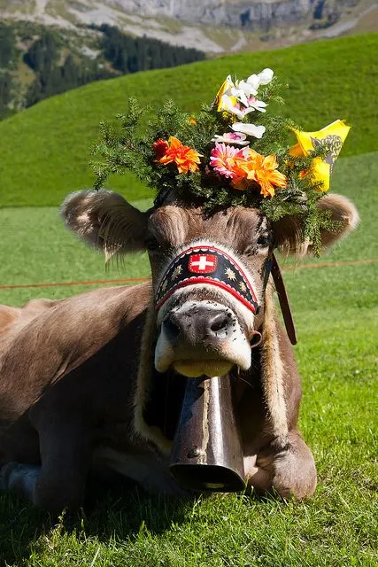 theswisscollector