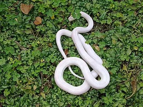 ghostsnake