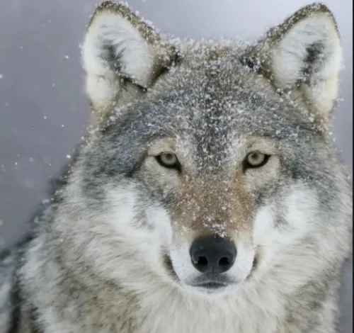 WolfofNFT
