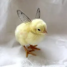 chickenfairy