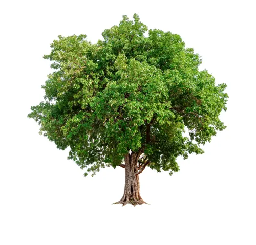 kf.evergreen