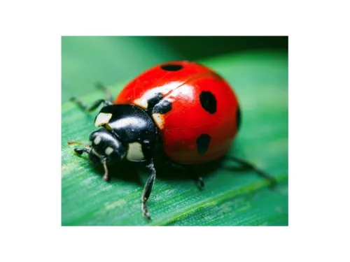 LaDybUG