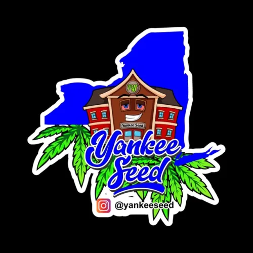 yankeeseed
