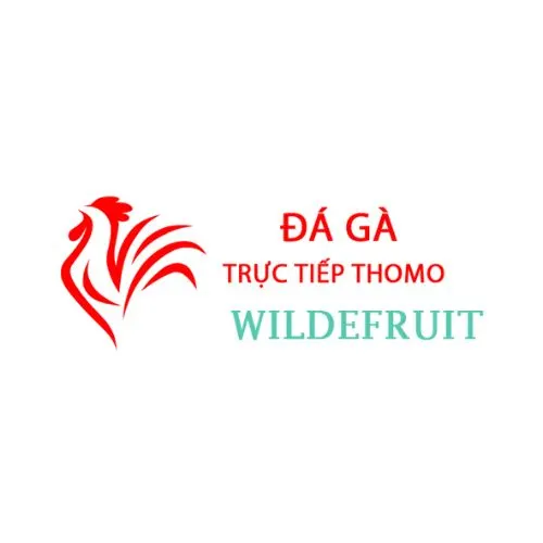 Đá Gà Trực Tiếp Thomo