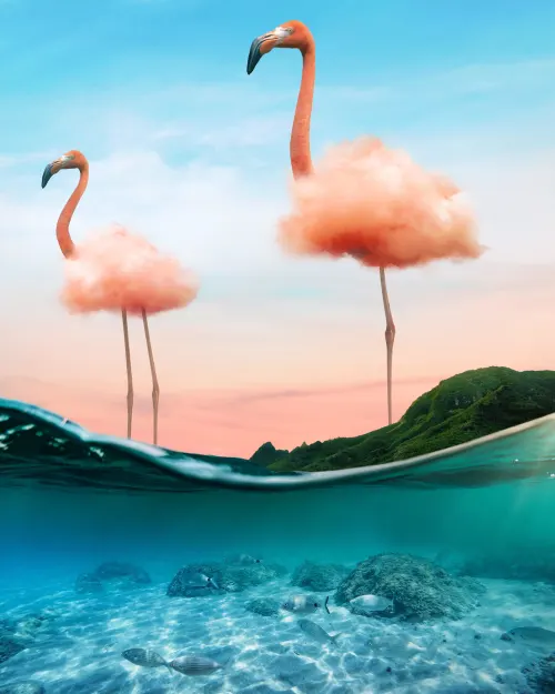 Flamingo Cloud