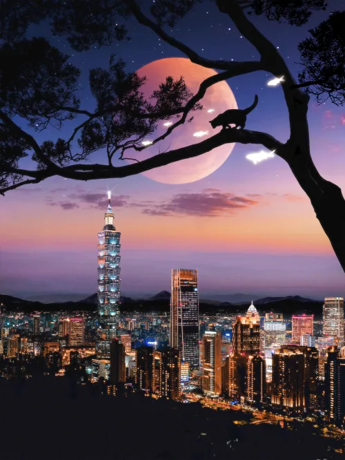 The Cat In Taipei