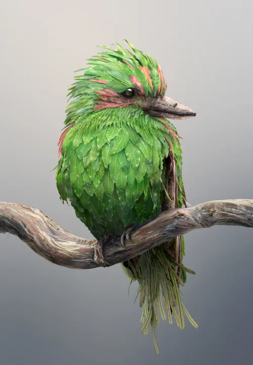 Kooka