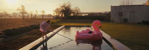 Flamingo