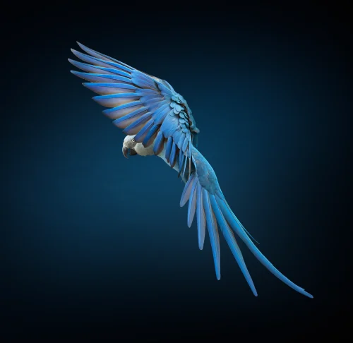 Soar