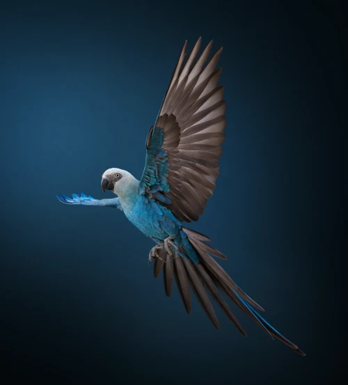 The Ascent