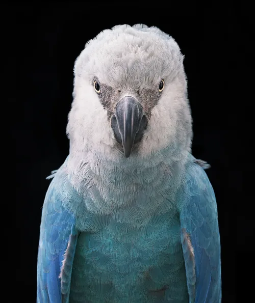 Ruffled Royalty