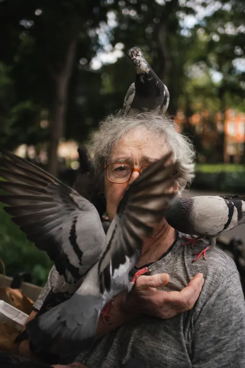 Pigeons