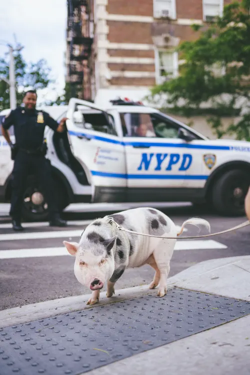 Pig