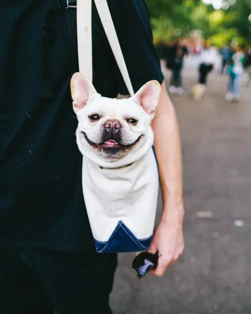 Dog Smiling