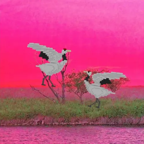 Courtship dance of the red-crowned cranes