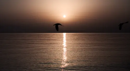 Freedom