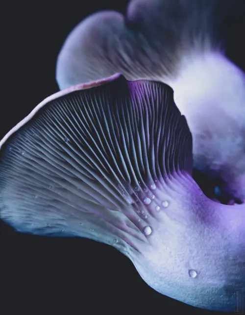 Purple King