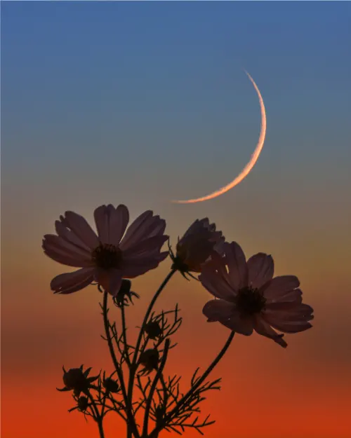 Cosmos