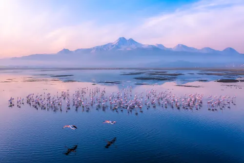 Morning of The Flamingos