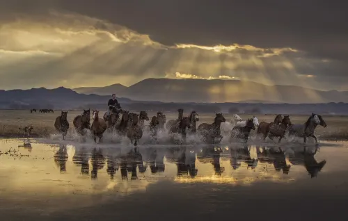 Horses in The Light