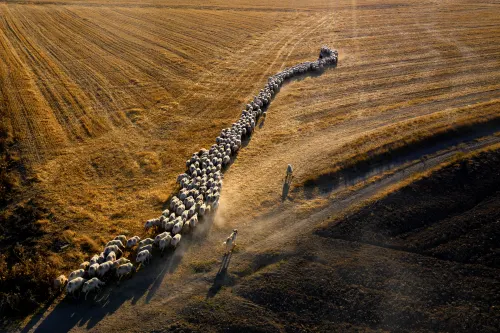 Herd