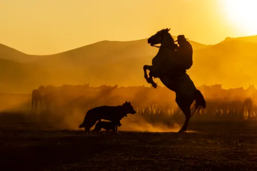 Wild Horses