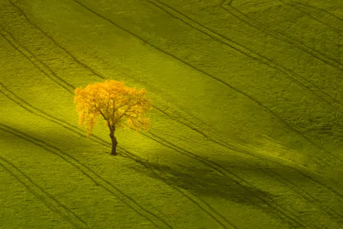 Lonely Tree